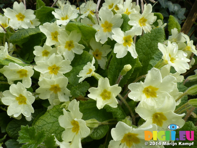 FZ004598 Dew on Primroses